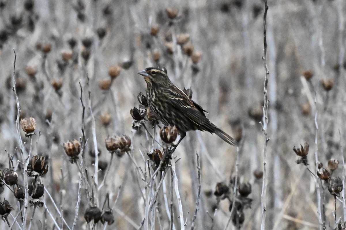 Red-winged Blackbird - ML645683752