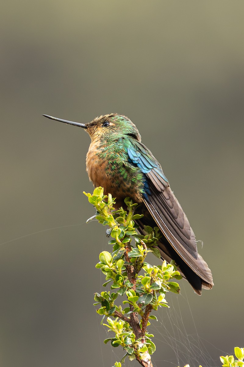 Great Sapphirewing - ML645683753