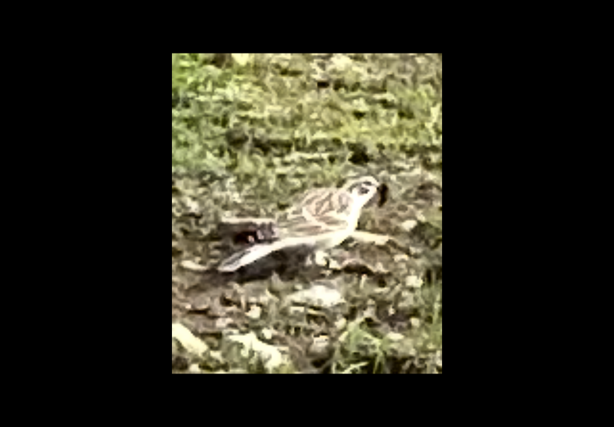 Lark Sparrow - ML645683763