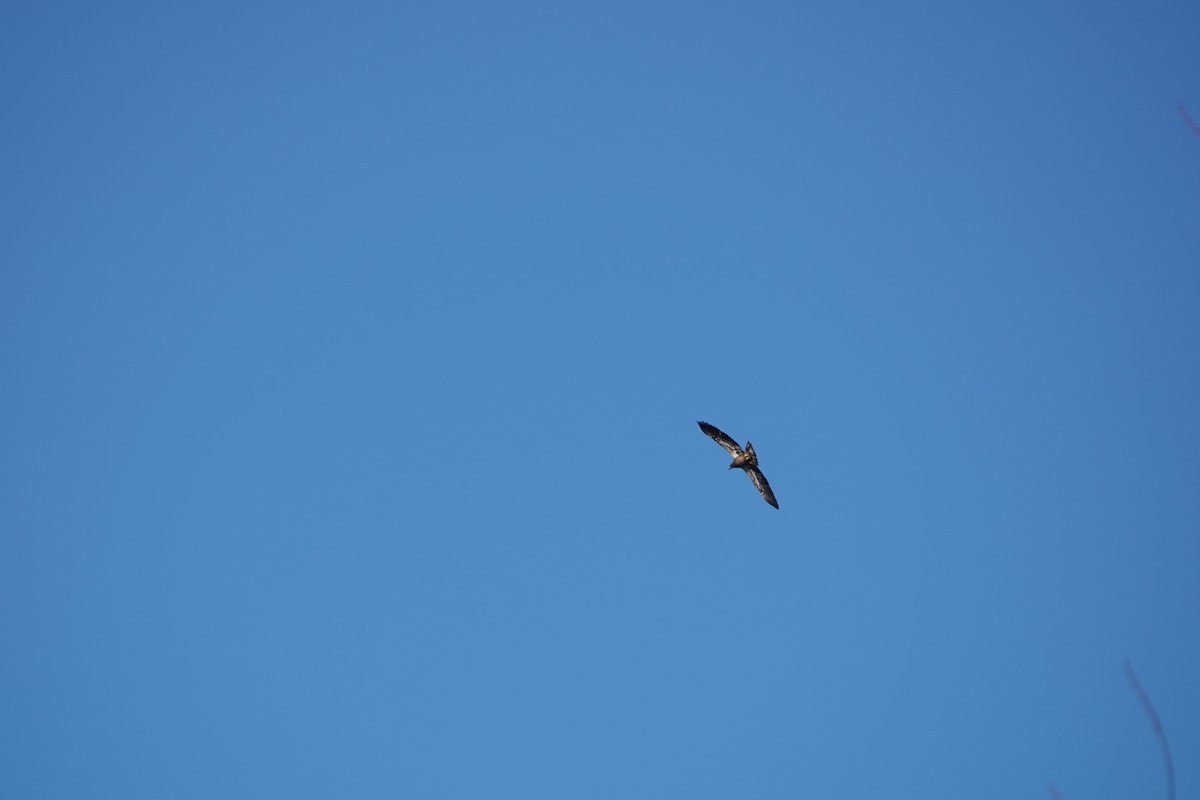 Bald Eagle - ML645683764