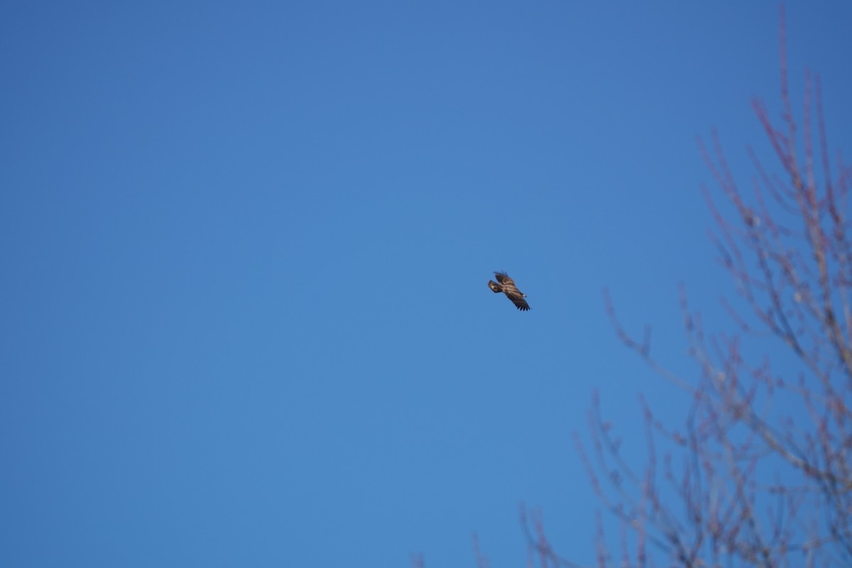 Bald Eagle - ML645683765