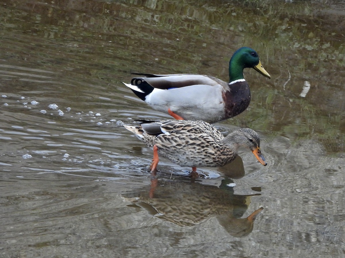 stokkand - ML645683767