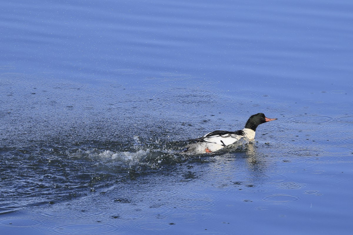 laksand - ML645683771