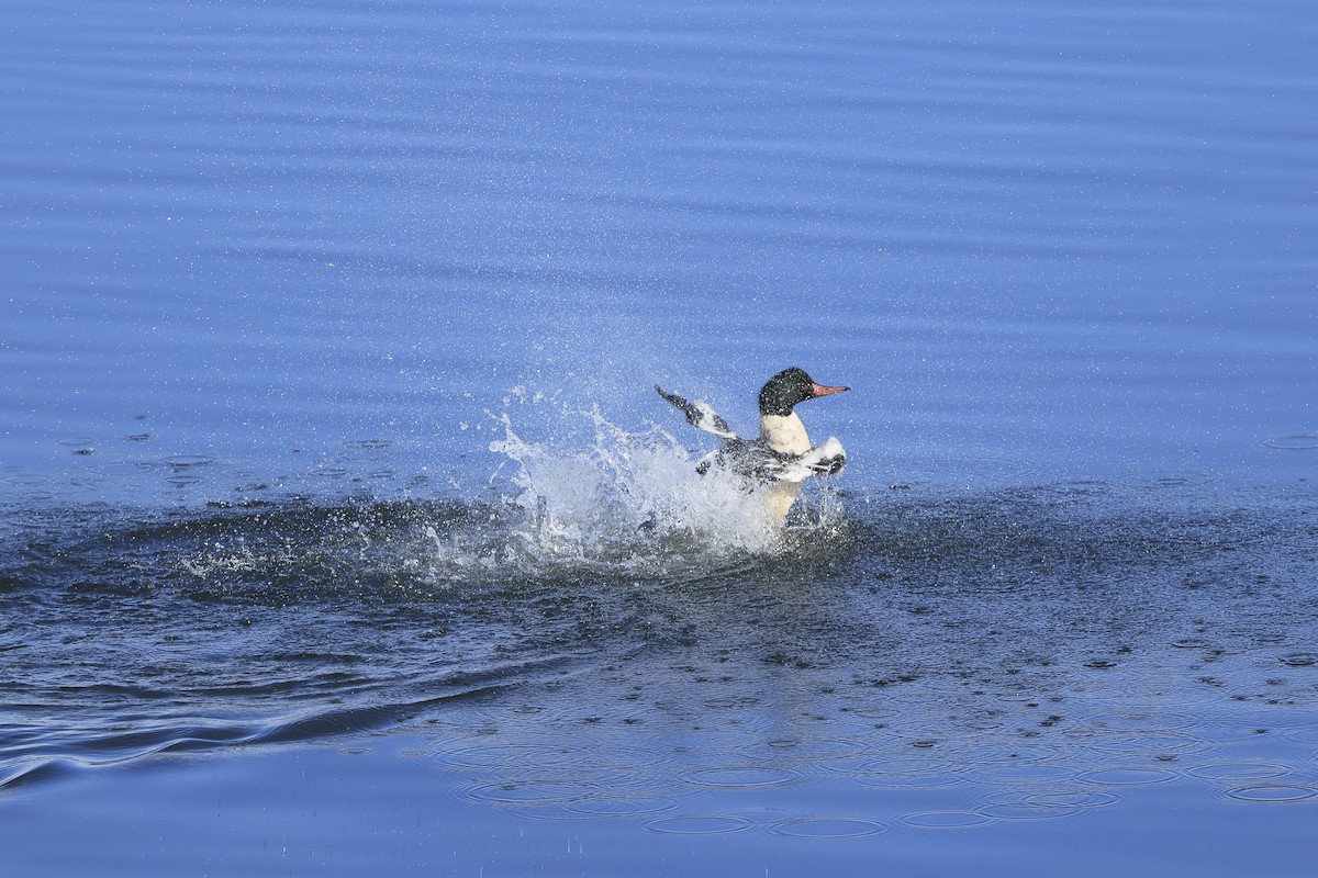 laksand - ML645683772