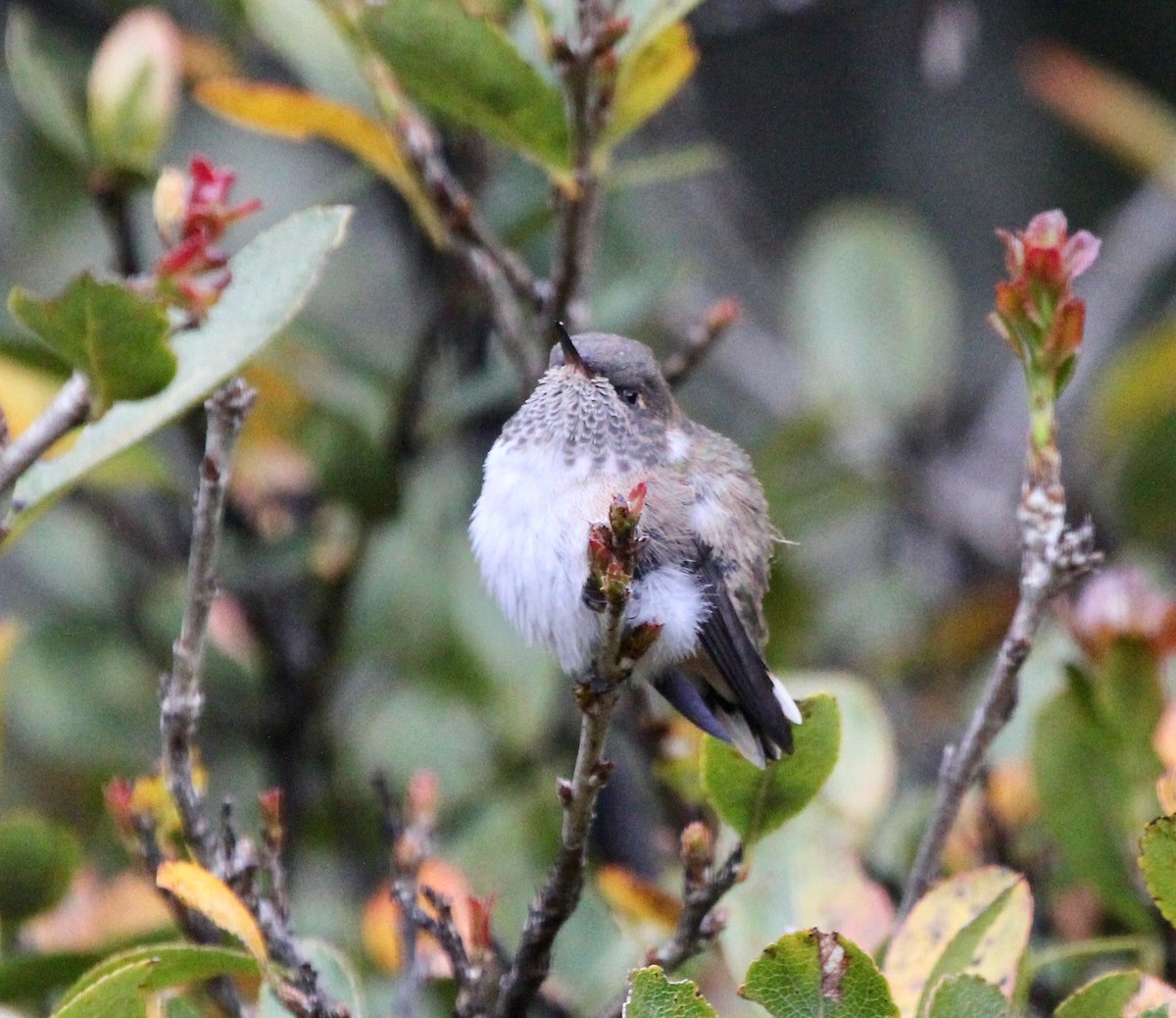 vulkankolibri (torridus) - ML645683773