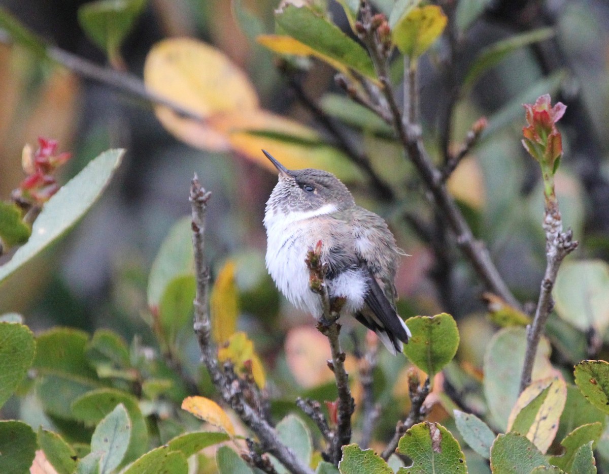 vulkankolibri (torridus) - ML645683774