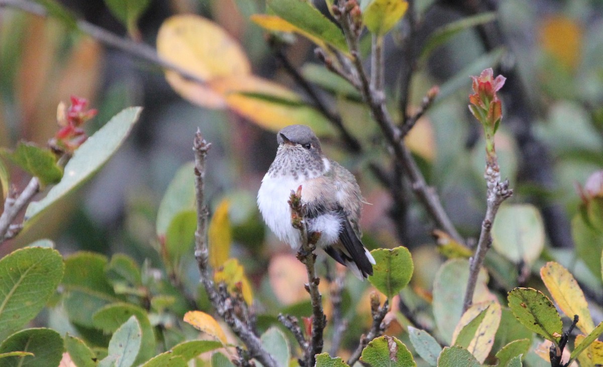 vulkankolibri (torridus) - ML645683776