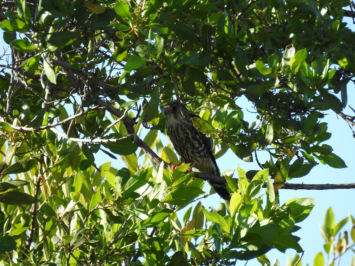 dvergfalk - ML645683777