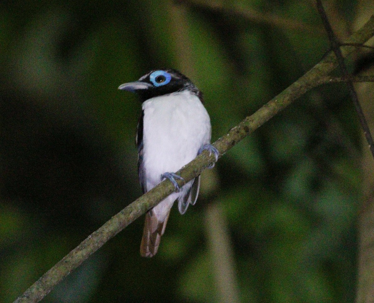 visaybrednebb - ML645683782