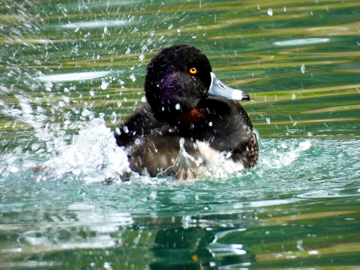 ringand - ML645683788