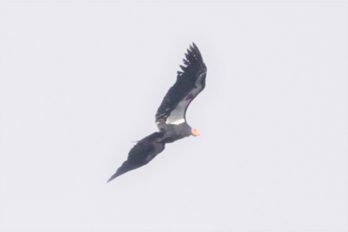 kaliforniakondor - ML645683792