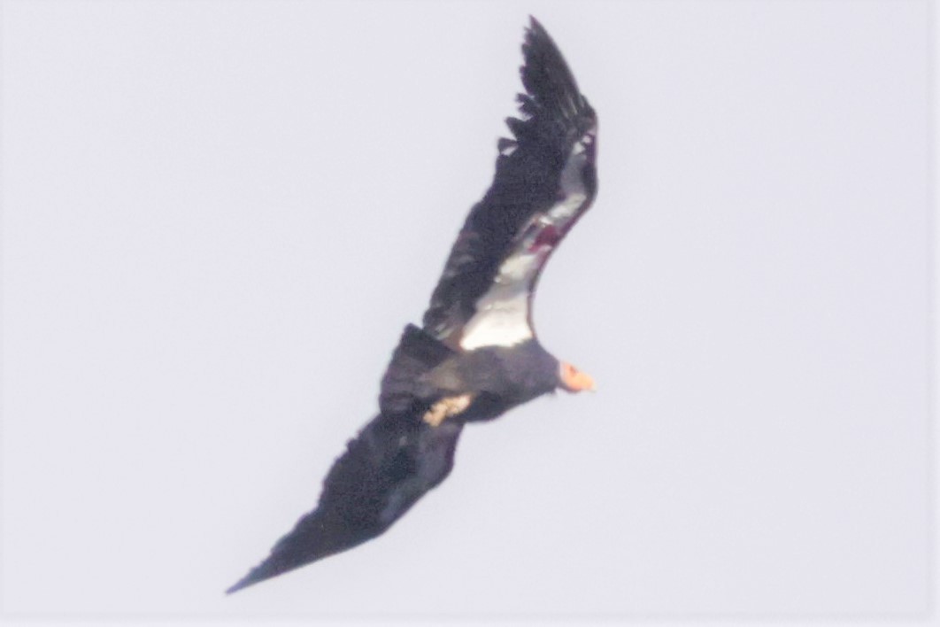 kaliforniakondor - ML645683793