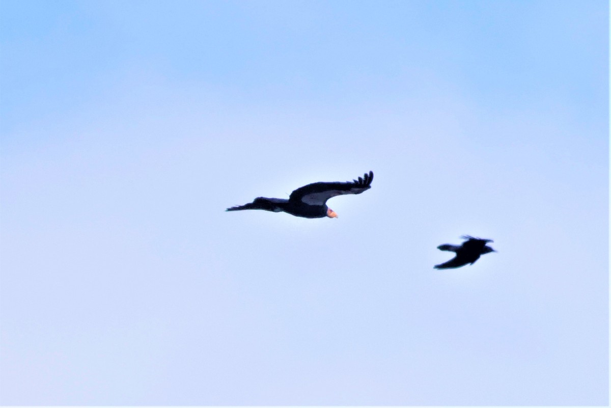 kaliforniakondor - ML645683795