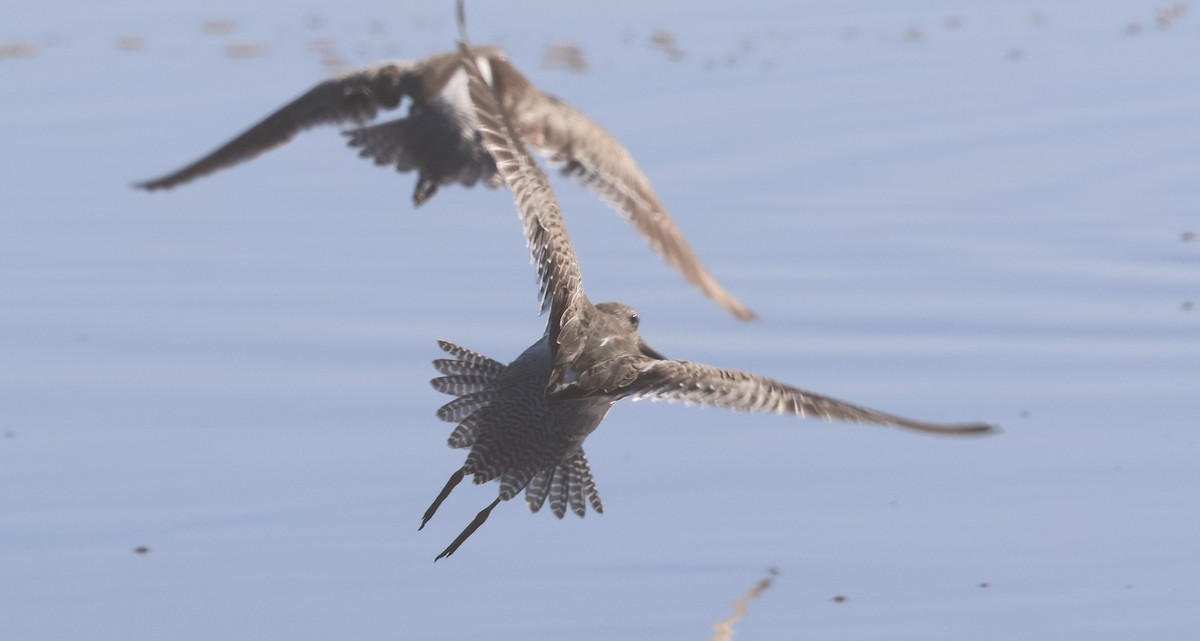 langnebbekkasinsnipe - ML645683797