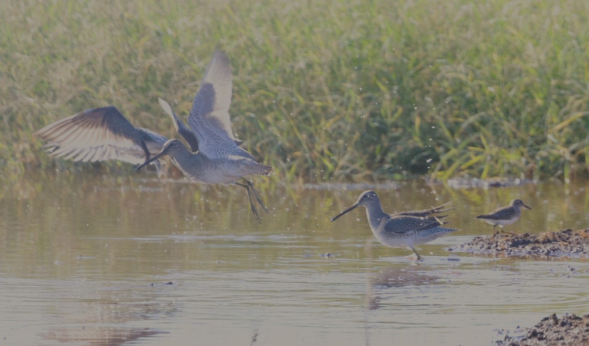 langnebbekkasinsnipe - ML645683798