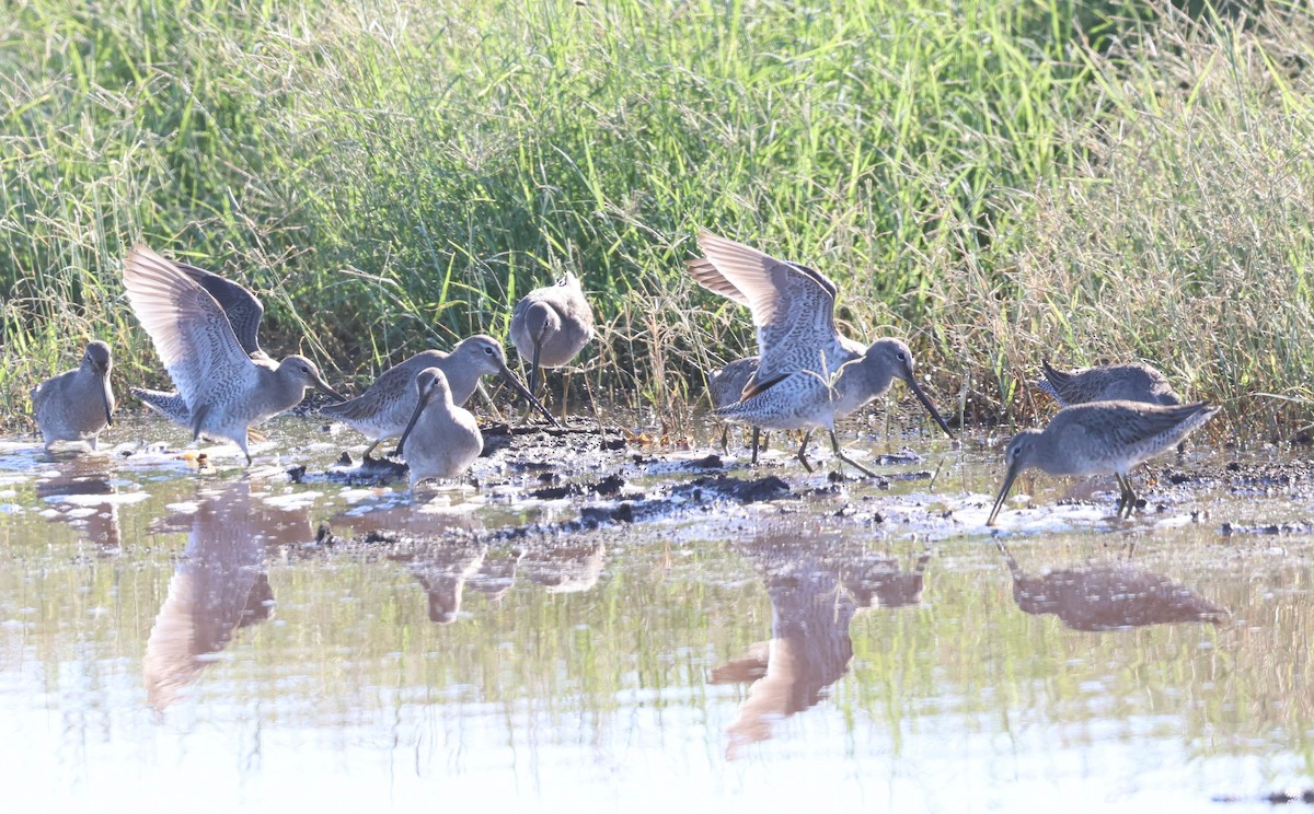 langnebbekkasinsnipe - ML645683799