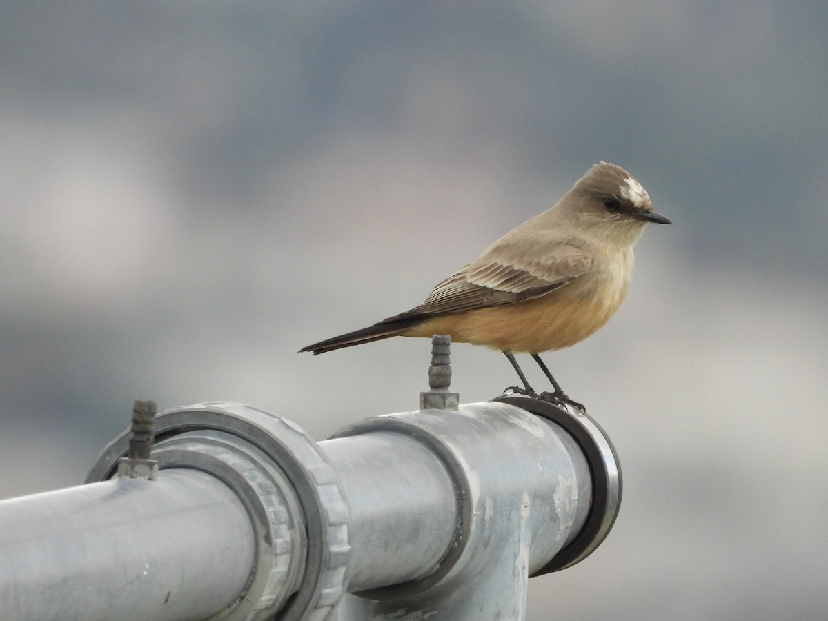 brunfibi - ML645683804