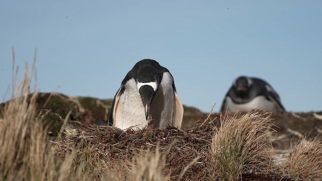 Пінгвін-шкіпер - ML645683805