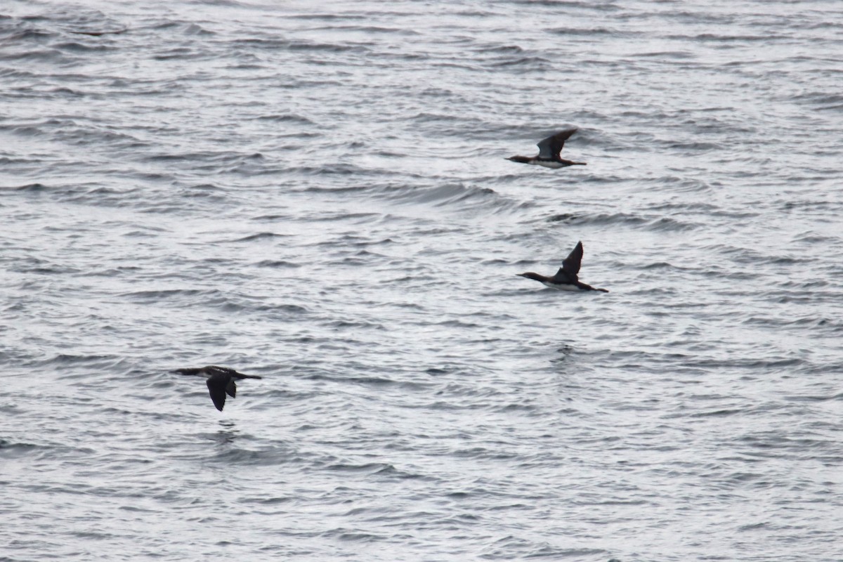 amerikastorlom - ML645683806