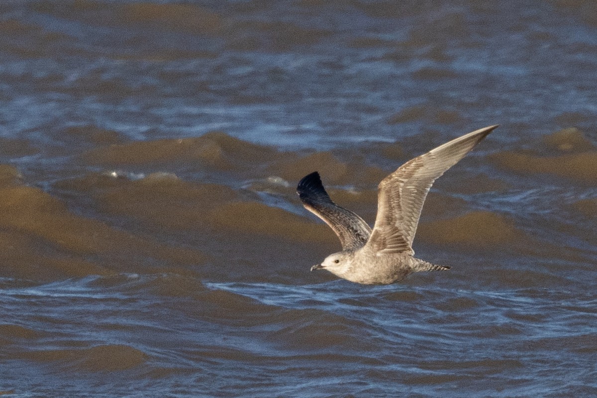 amerikagråmåke - ML645683807