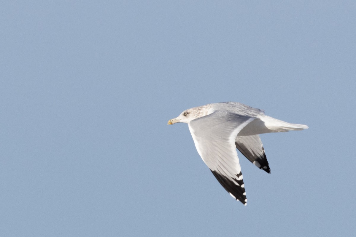 amerikagråmåke - ML645683808