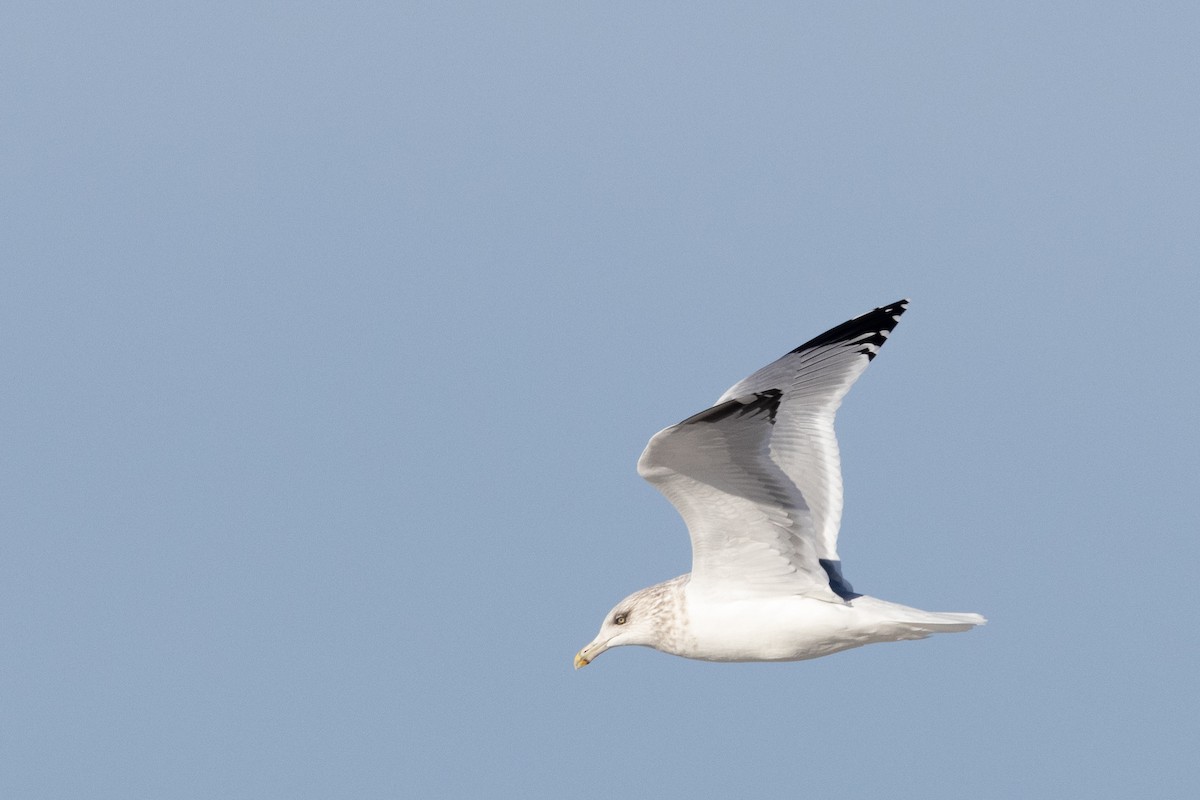 amerikagråmåke - ML645683809