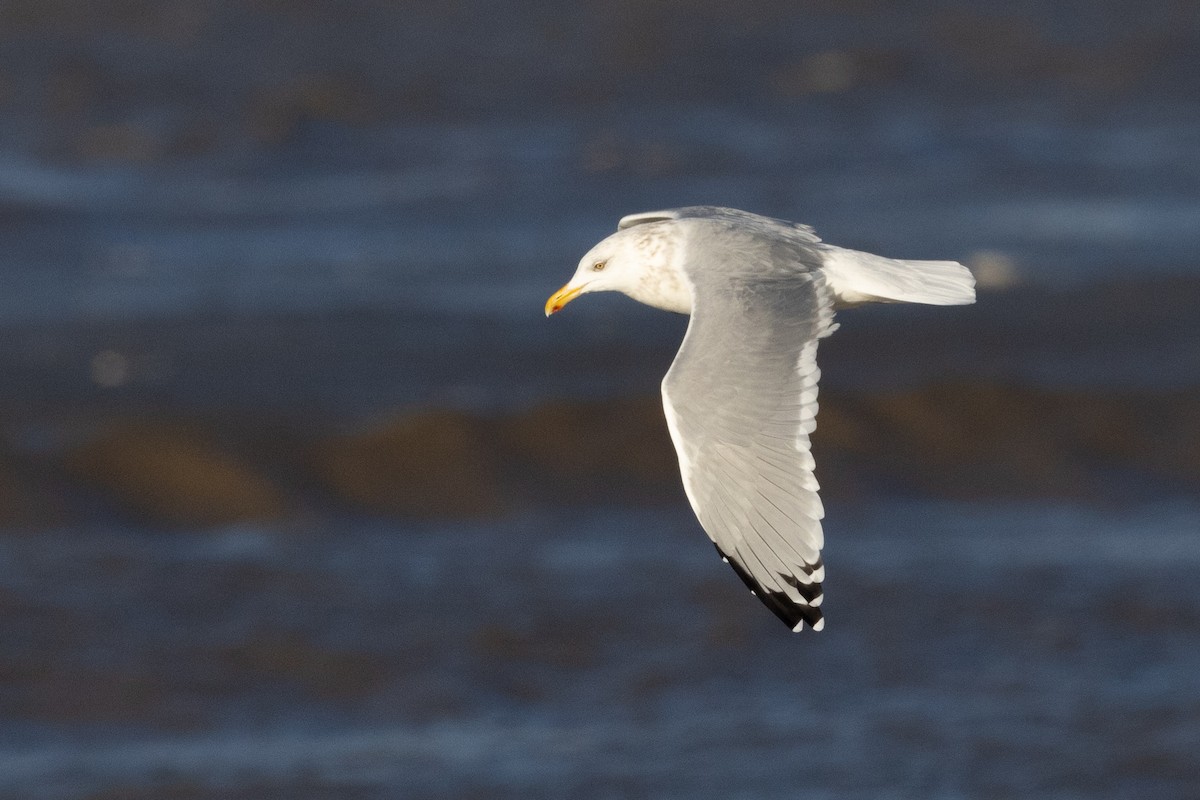 amerikagråmåke - ML645683810