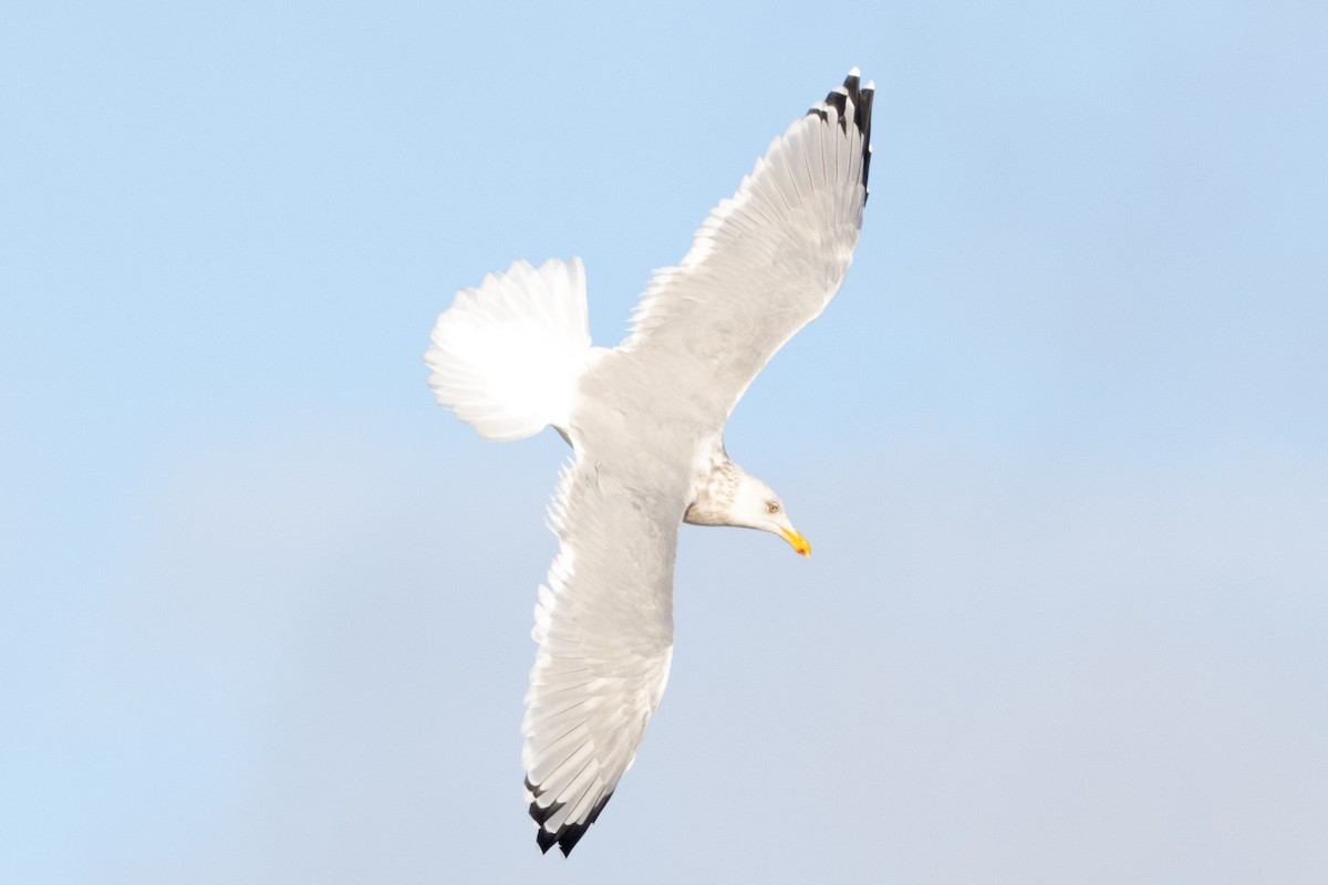American Herring Gull - ML645683811