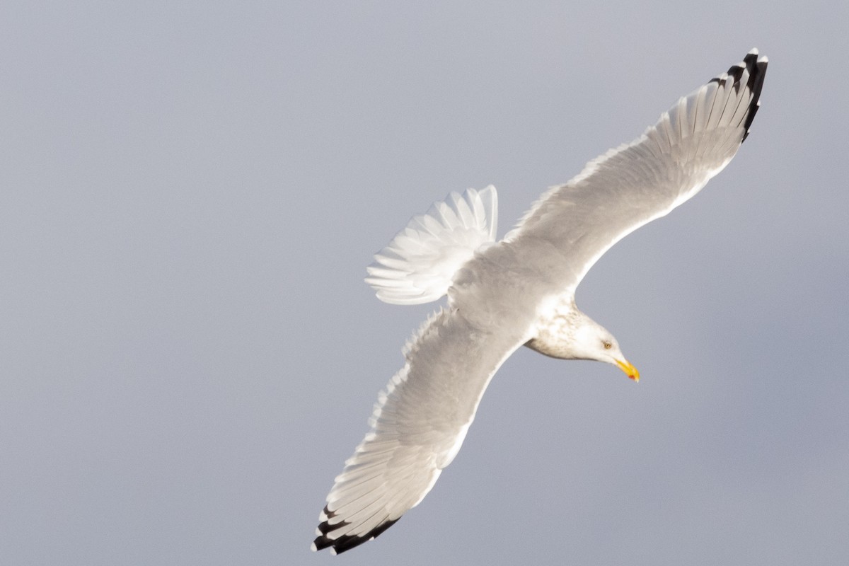 amerikagråmåke - ML645683812