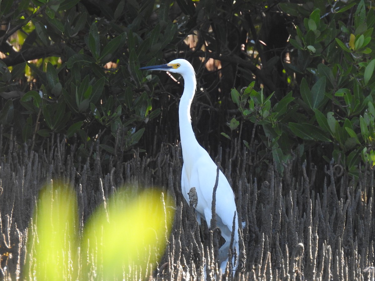 Snowy Egret - ML645683814