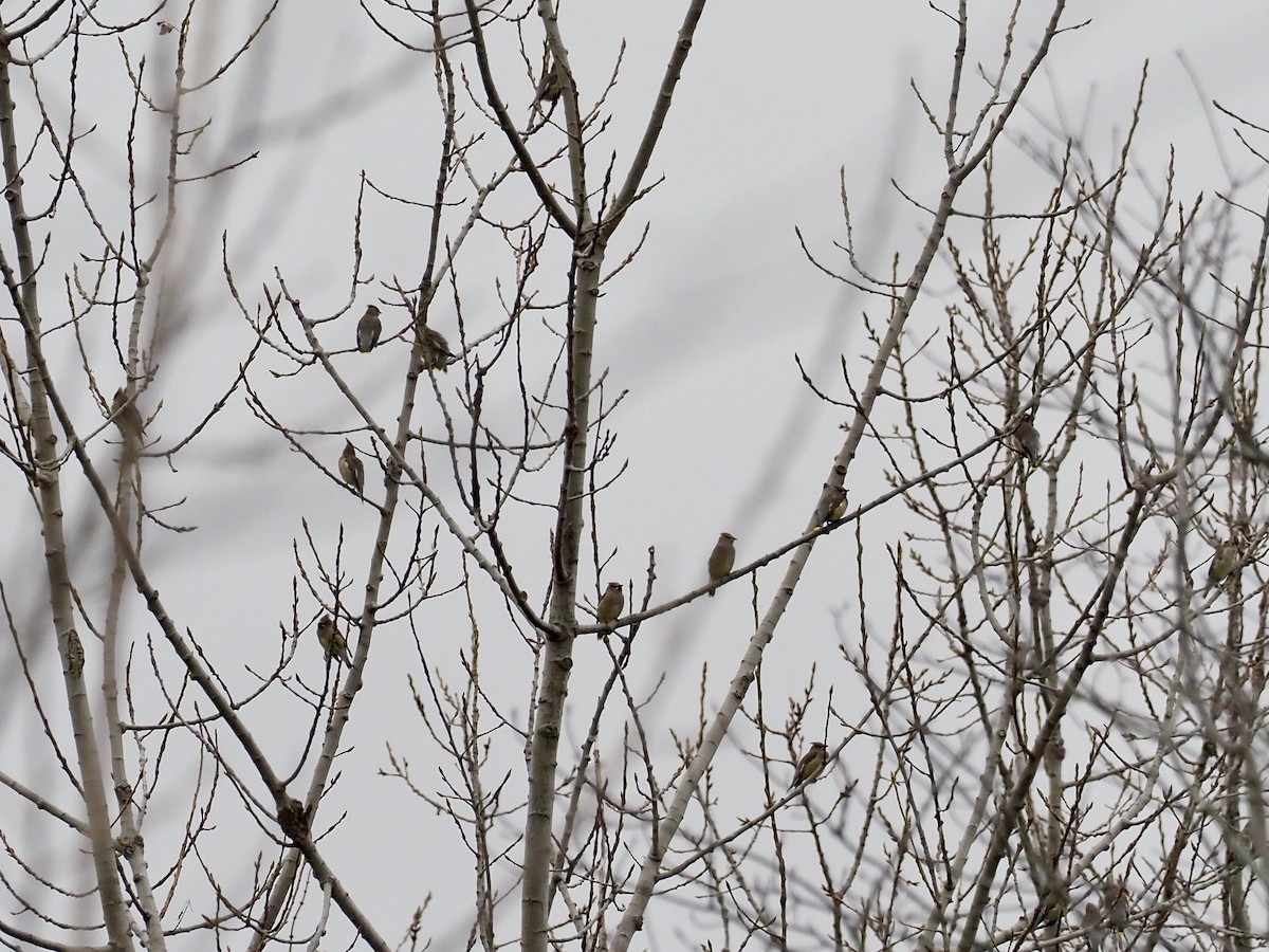 Cedar Waxwing - ML645683815