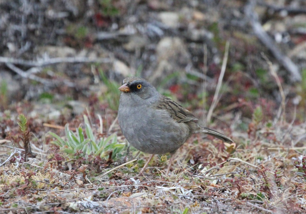 Volcano Junco - ML645683845