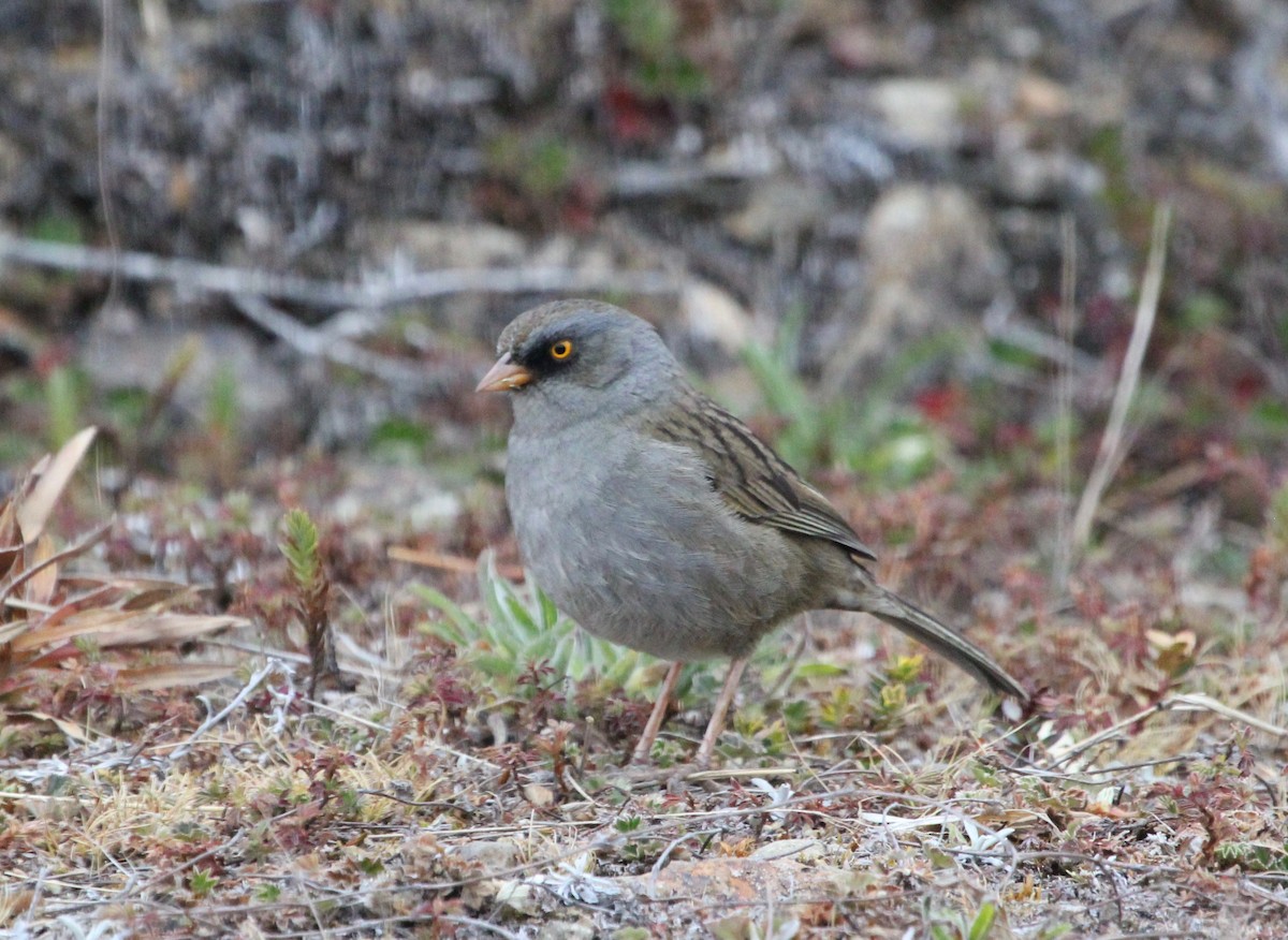 Volcano Junco - ML645683846