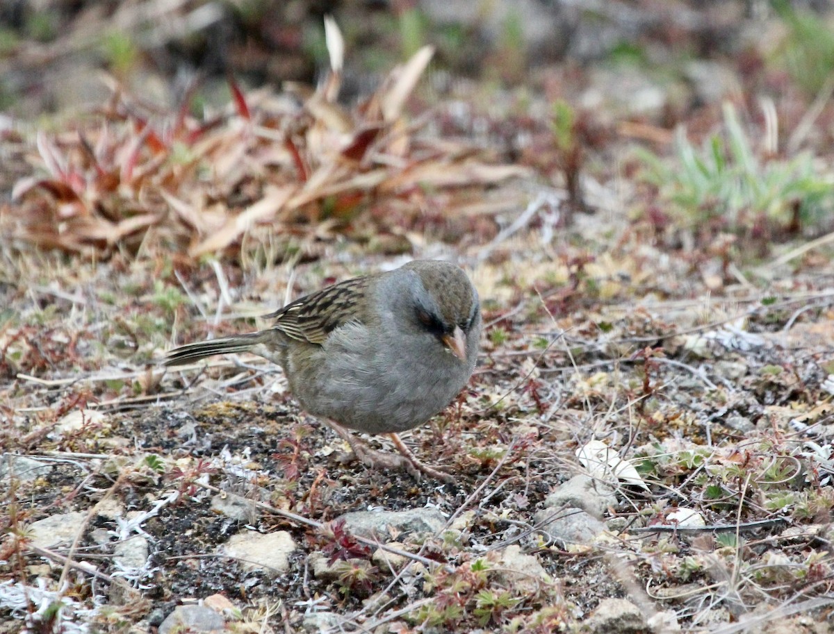 Volcano Junco - ML645683847