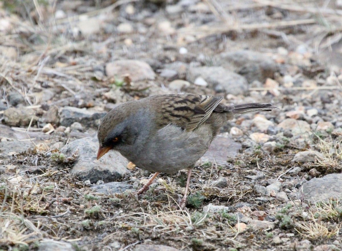 Volcano Junco - ML645683848