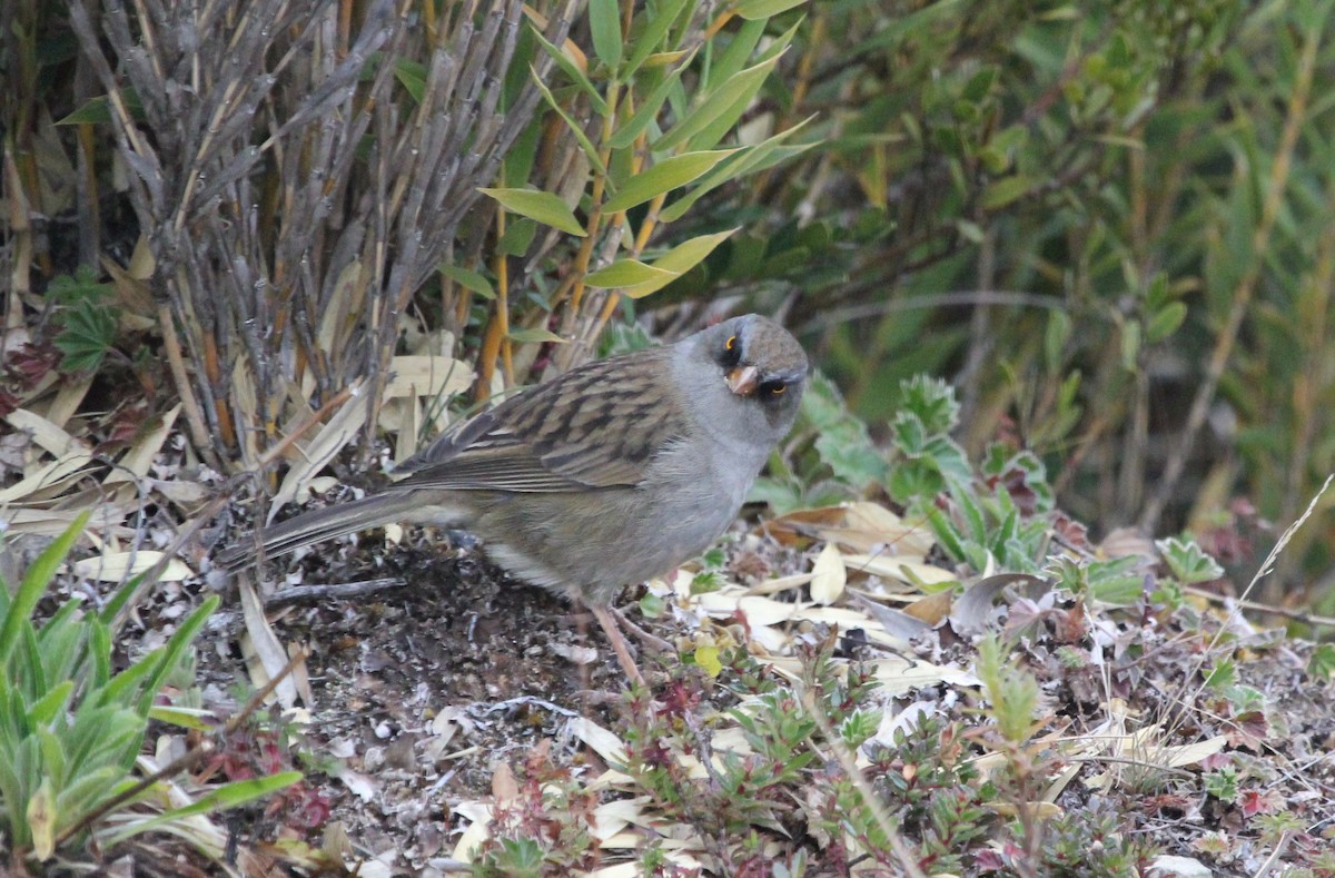 Volcano Junco - ML645683849