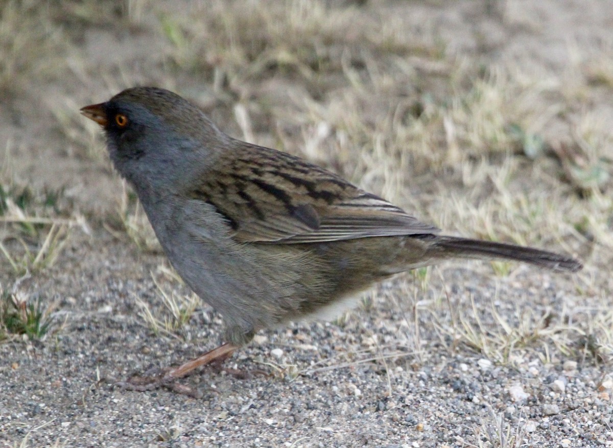 Volcano Junco - ML645683850