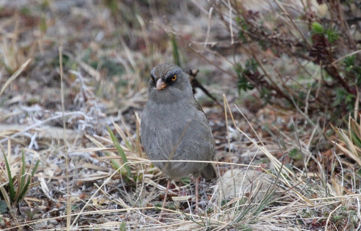 Volcano Junco - ML645683851