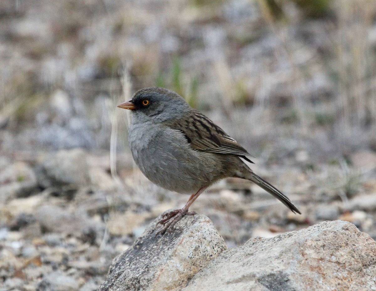 Volcano Junco - ML645683852