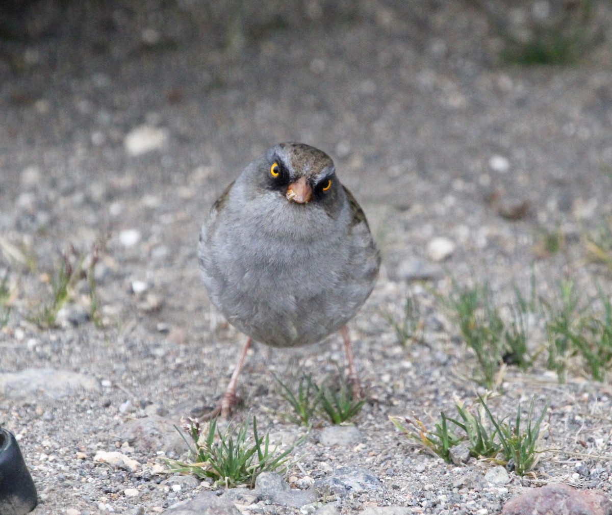 Volcano Junco - ML645683853