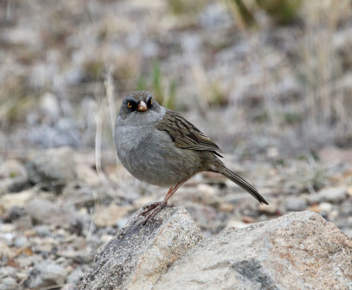 Volcano Junco - ML645683854
