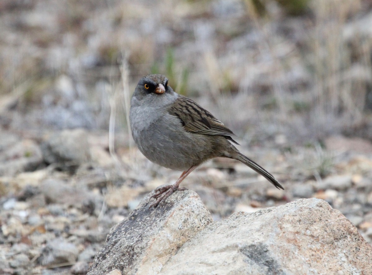 Volcano Junco - ML645683855