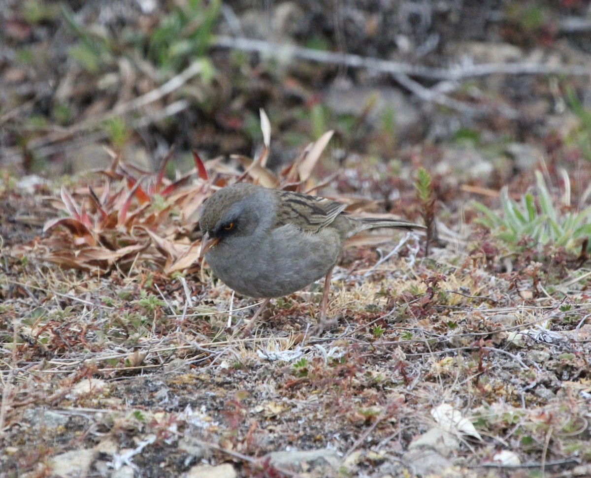 Volcano Junco - ML645683857