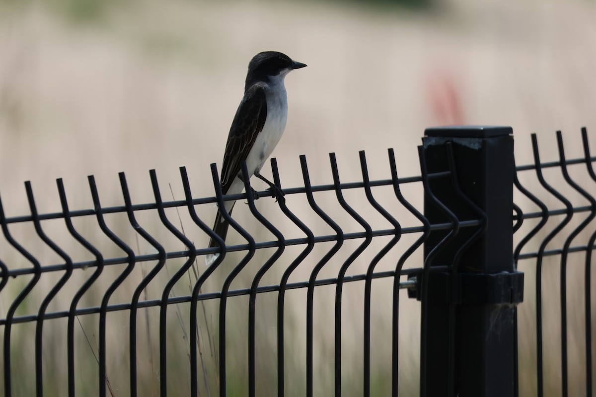 Tyran tritri - ML645683863