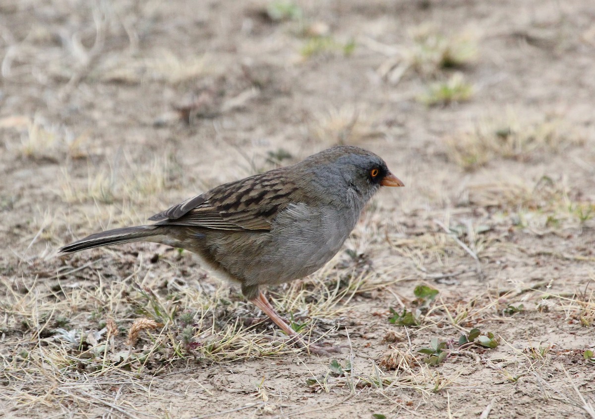 Volcano Junco - ML645683865