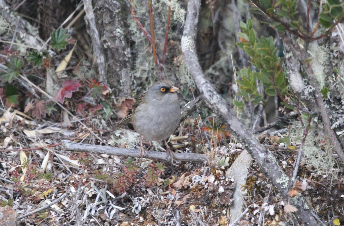 Volcano Junco - ML645683866