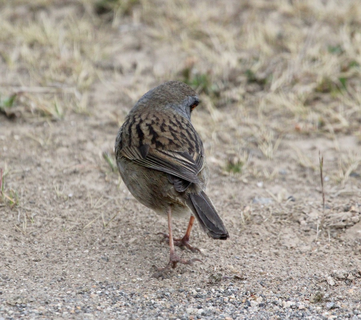 Volcano Junco - ML645683868