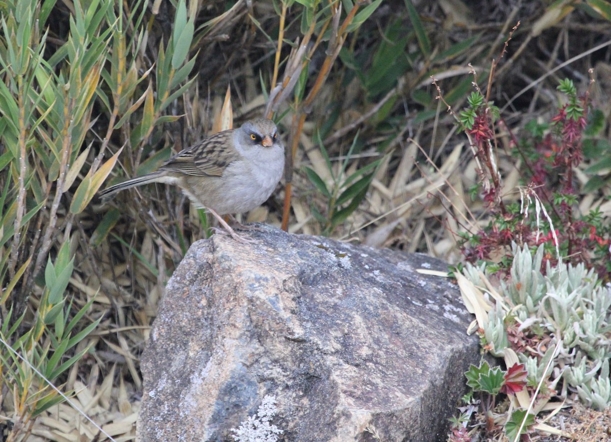 Volcano Junco - ML645683870