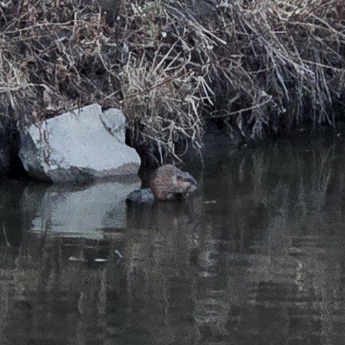 Muskrat - ML645683873