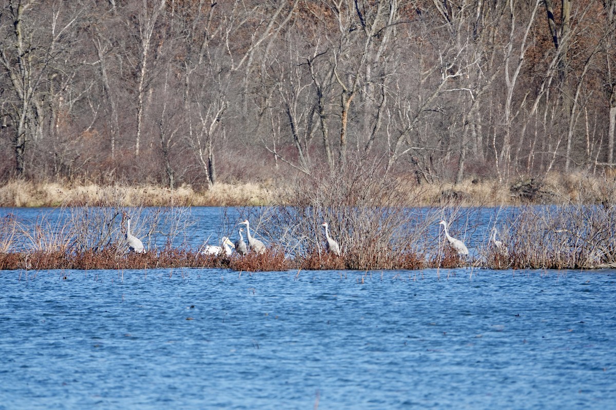 Sandhill Crane - ML645683874
